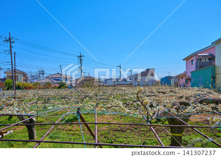 春天在東京稻城東がますま的果園裡欣賞梨花。 春天在東京稻城東がますま的果園裡欣賞梨花。 141307237