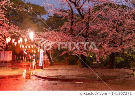 上野公園的夜間櫻花燈光秀和雨中漫步小徑 141307271