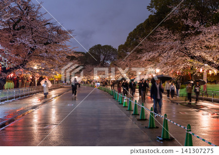 Nighttime cherry blossom illuminations in Ueno Park and a rainy walking path Nighttime cherry blossom illuminations in Ueno Park and a rainy walking path 141307275