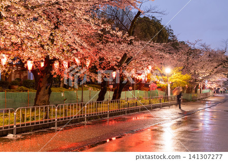 Nighttime cherry blossom illuminations in Ueno Park and a rainy walking path Nighttime cherry blossom illuminations in Ueno Park and a rainy walking path 141307277