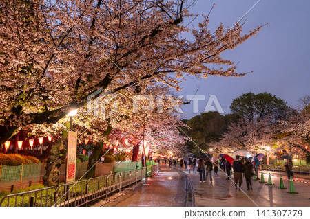 上野公園的夜間櫻花燈光秀和雨中漫步小徑 上野公園的夜間櫻花燈光秀和雨中漫步小徑 141307279