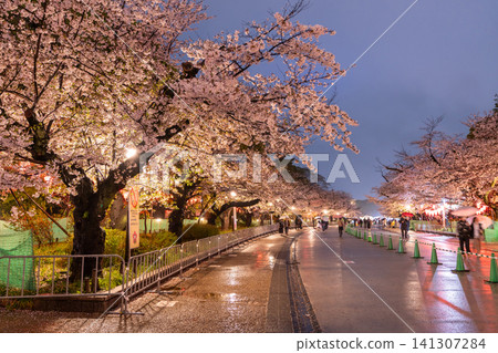 Nighttime cherry blossom illuminations in Ueno Park and a rainy walking path Nighttime cherry blossom illuminations in Ueno Park and a rainy walking path 141307284