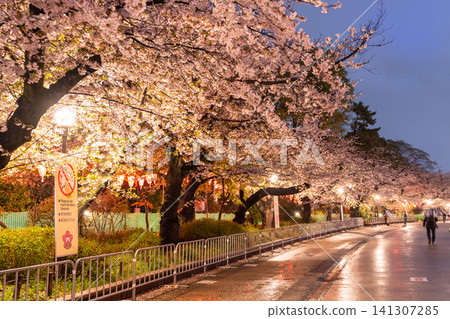 上野公園的夜間櫻花燈光秀和雨中漫步小徑 上野公園的夜間櫻花燈光秀和雨中漫步小徑 141307285