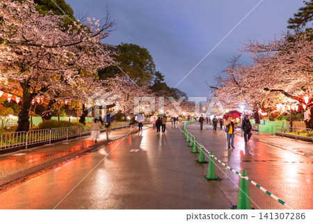 上野公園的夜間櫻花燈光秀和雨中漫步小徑 上野公園的夜間櫻花燈光秀和雨中漫步小徑 141307286