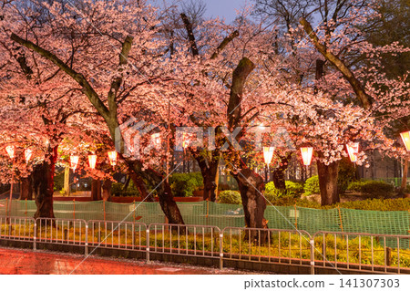 Cherry blossoms illuminated at night in Ueno Park on a rainy night. Cherry blossoms illuminated at night in Ueno Park on a rainy night. 141307303