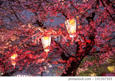 Cherry blossoms illuminated at night in Ueno Park on a rainy night. Cherry blossoms illuminated at night in Ueno Park on a rainy night. 141307305
