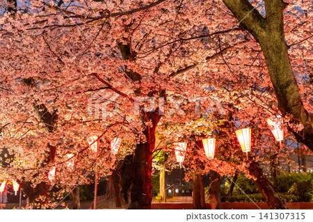 Cherry blossoms illuminated at night in Ueno Park on a rainy night. Cherry blossoms illuminated at night in Ueno Park on a rainy night. 141307315