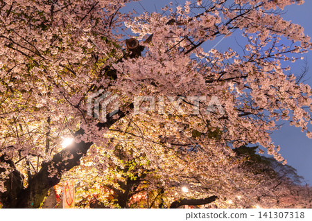 Cherry blossoms illuminated at night in Ueno Park on a rainy night. 141307318