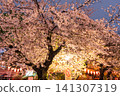 雨夜,上野公園的櫻花在燈光的襯托下熠熠生輝。 雨夜,上野公園的櫻花在燈光的襯托下熠熠生輝。 141307319