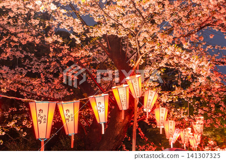雨夜,上野公園的櫻花在燈光的襯托下熠熠生輝。 雨夜,上野公園的櫻花在燈光的襯托下熠熠生輝。 141307325