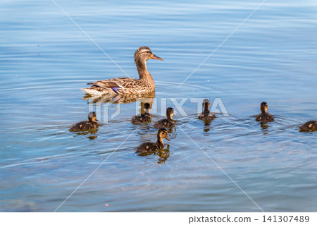 A family of ducks, a duck and its little ducklings are swimming in the water. The duck takes care of its newborn ducklings. Mallard, lat. Anas platyrhynchos A family of ducks, a duck and its little ducklings are swimming in the water. The duck takes care of its newborn ducklings. Mallard, lat. Anas platyrhynchos 141307489