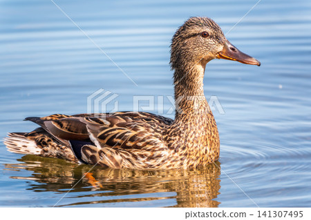 Mallard female Duck swims in the pond in the rain. Mallard female Duck swims in the pond in the rain. 141307495