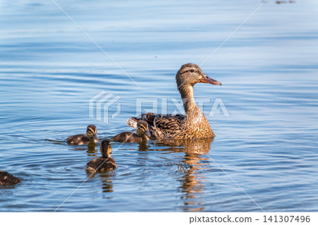 A family of ducks, a duck and its little ducklings are swimming in the water. The duck takes care of its newborn ducklings. Mallard, lat. Anas platyrhynchos A family of ducks, a duck and its little ducklings are swimming in the water. The duck takes care of its newborn ducklings. Mallard, lat. Anas platyrhynchos 141307496