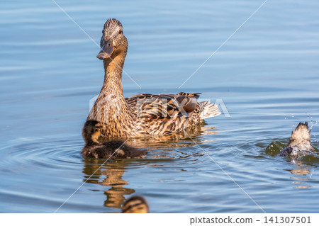 A family of ducks, a duck and its little ducklings are swimming in the water. The duck takes care of its newborn ducklings. Mallard, lat. Anas platyrhynchos 141307501