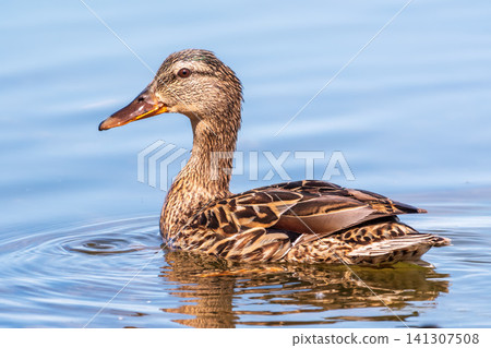 Mallard female Duck swims in the pond in the rain. Mallard female Duck swims in the pond in the rain. 141307508
