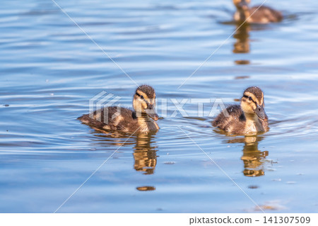 Cute little duckling swimming alone in a lake or river with calm water Cute little duckling swimming alone in a lake or river with calm water 141307509