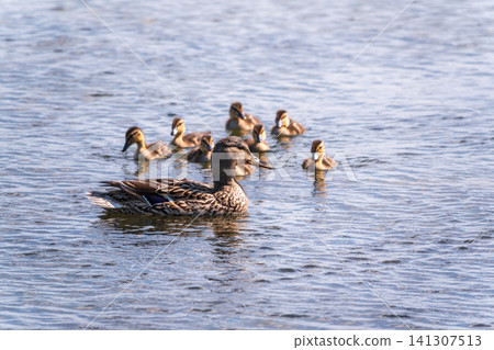 A family of ducks, a duck and its little ducklings are swimming in the water. The duck takes care of its newborn ducklings. Mallard, lat. Anas platyrhynchos A family of ducks, a duck and its little ducklings are swimming in the water. The duck takes care of its newborn ducklings. Mallard, lat. Anas platyrhynchos 141307513