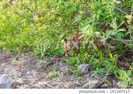 The red fox Vulpes vulpes walks along a path in the forest. The red fox Vulpes vulpes walks along a path in the forest. 141307517