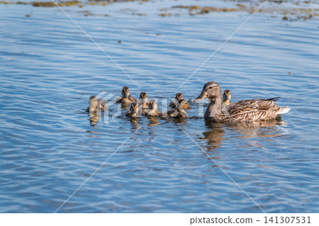 A family of ducks, a duck and its little ducklings are swimming in the water. The duck takes care of its newborn ducklings. Mallard, lat. Anas platyrhynchos A family of ducks, a duck and its little ducklings are swimming in the water. The duck takes care of its newborn ducklings. Mallard, lat. Anas platyrhynchos 141307531