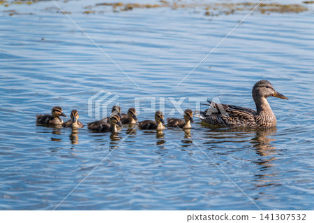 A family of ducks, a duck and its little ducklings are swimming in the water. The duck takes care of its newborn ducklings. Mallard, lat. Anas platyrhynchos A family of ducks, a duck and its little ducklings are swimming in the water. The duck takes care of its newborn ducklings. Mallard, lat. Anas platyrhynchos 141307532