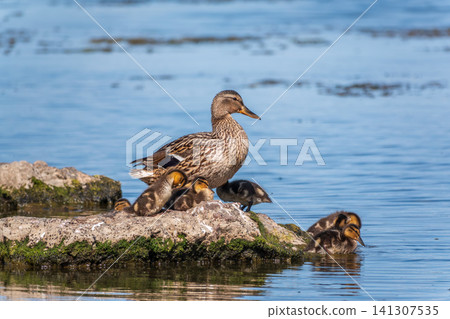 Adult duck with many ducklings sits on green shore of pond Adult duck with many ducklings sits on green shore of pond 141307535