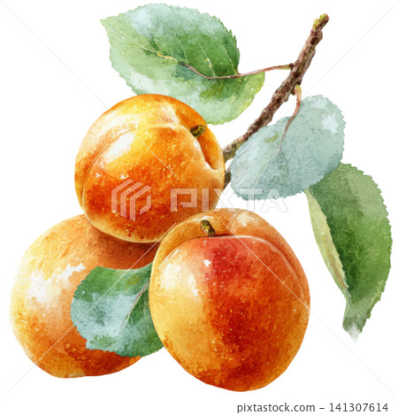 Apricot Apricot 141307614