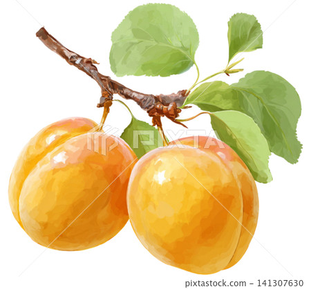 Apricot Apricot 141307630