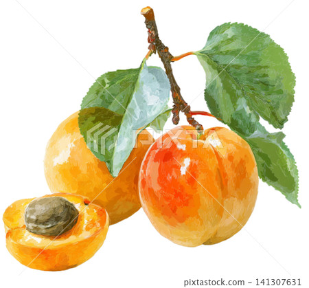 Apricot Apricot 141307631