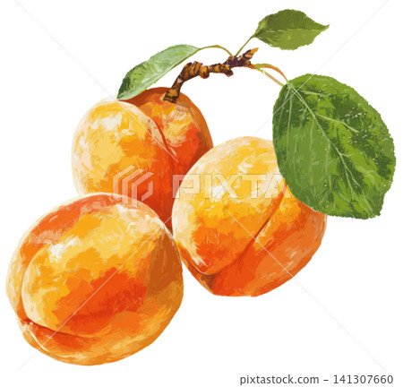 Apricot Apricot 141307660
