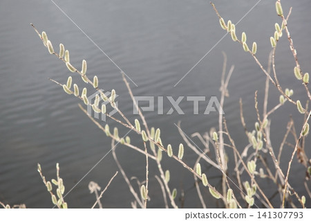 Pussy willows reflected on the water's surface Pussy willows reflected on the water's surface 141307793