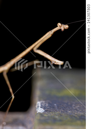 Praying mantis and it's prey Praying mantis and it's prey 141307803