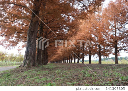 Autumn foliage scenery of Metasequoia trees in Makino, Takashima City, Shiga Prefecture Autumn foliage scenery of Metasequoia trees in Makino, Takashima City, Shiga Prefecture 141307805