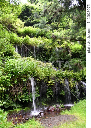 【鶴市:春水村公園步道沿線,「太郎次郎瀑布」懸崖峭壁上噴湧而出的地下水】 【鶴市:春水村公園步道沿線,「太郎次郎瀑布」懸崖峭壁上噴湧而出的地下水】 141308075