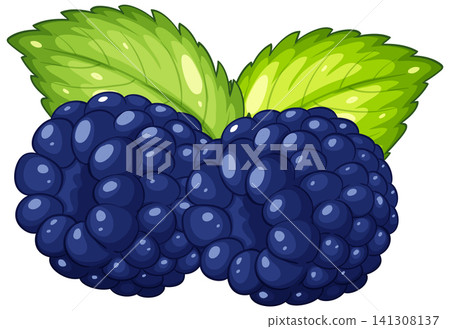 Vector Illustration of Two Ripe Blackberries with Green Mint Leaves Vector Illustration of Two Ripe Blackberries with Green Mint Leaves 141308137