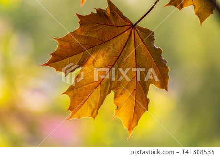 Tree branch with dark red leaves, Acer platanoides, the Norway maple Crimson King. Red Maple acutifoliate Crimson King, young plant with green background. Tree branch with dark red leaves, Acer platanoides, the Norway maple Crimson King. Red Maple acutifoliate Crimson King, young plant with green background. 141308535