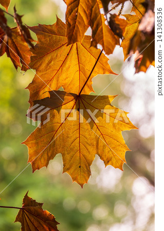 Tree branch with dark red leaves, Acer platanoides, the Norway maple Crimson King. Red Maple acutifoliate Crimson King, young plant with green background. 141308536