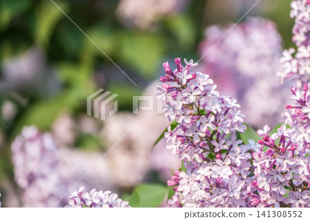 Pink Blooming Lilac Flowers in spring with blured background Pink Blooming Lilac Flowers in spring with blured background 141308552