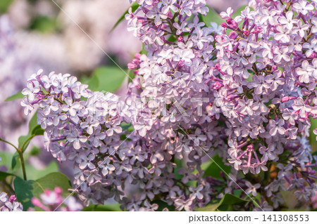 Pink Blooming Lilac Flowers in spring with blured background Pink Blooming Lilac Flowers in spring with blured background 141308553