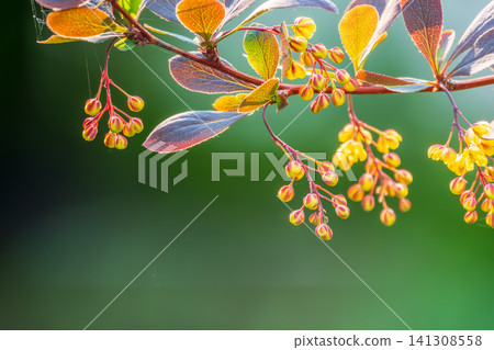 Bush of barberry in the spring with fresh green leaves and small yellow flowers. Branches of bushes with young leaves Bush of barberry in the spring with fresh green leaves and small yellow flowers. Branches of bushes with young leaves 141308558