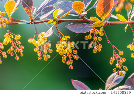 Bush of barberry in the spring with fresh green leaves and small yellow flowers. Branches of bushes with young leaves Bush of barberry in the spring with fresh green leaves and small yellow flowers. Branches of bushes with young leaves 141308559
