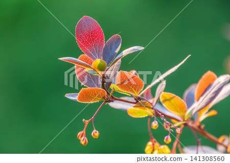 Bush of barberry in the spring with fresh green leaves and small yellow flowers. Branches of bushes with young leaves Bush of barberry in the spring with fresh green leaves and small yellow flowers. Branches of bushes with young leaves 141308560