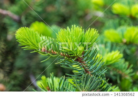 Background of green spruce branches with water drops after rain Background of green spruce branches with water drops after rain 141308562