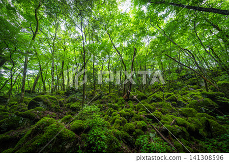 [Famous place for moss] Yamainudake [Kamikatsu Town] 141308596
