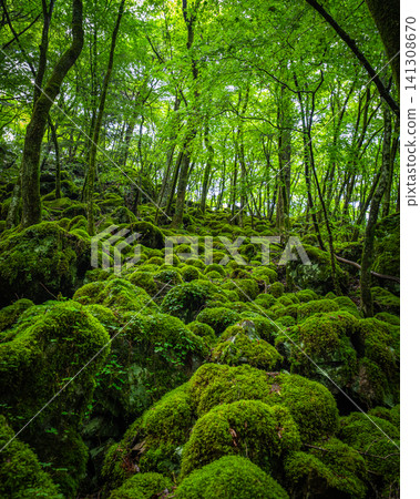 [Famous place for moss] Yamainudake [Kamikatsu Town] 141308670