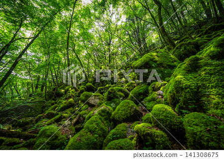 [Famous place for moss] Yamainudake [Kamikatsu Town] 141308675