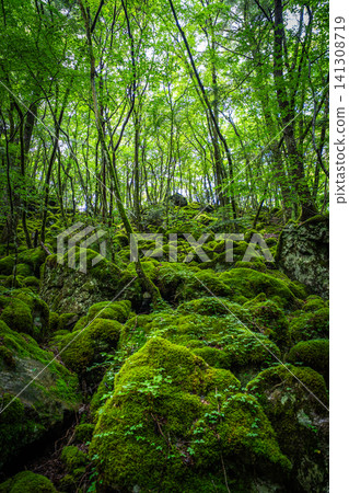 [Famous place for moss] Yamainudake [Kamikatsu Town] 141308719