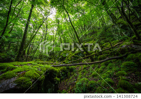 [Famous place for moss] Yamainudake [Kamikatsu Town] 141308724