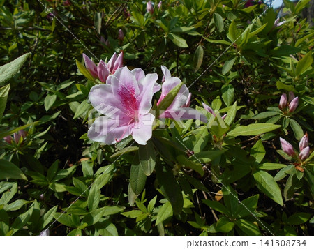 Light pink azalea flowers and buds Light pink azalea flowers and buds 141308734