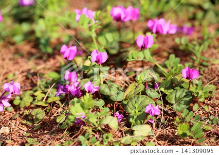 可愛的仙客來花(Cyclamen coum) 可愛的仙客來花(Cyclamen coum) 141309095