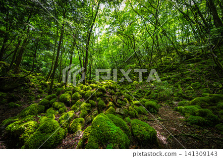 [Famous place for moss] Yamainudake [Kamikatsu Town] 141309143